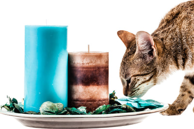 Pet Dog and Cat Owners Guide to Pet Safe Candles